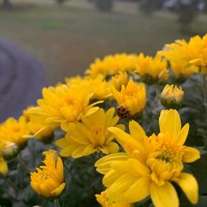 Meet your Posher, Mandy